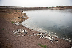 مرگ 2 میلیون ماهی در سد فشافویه